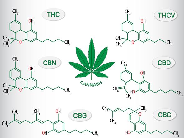 CBD nella cannabis