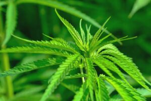 Infiorescenze di cannabis: guida completa