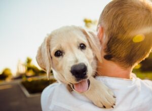 greentogoitalia-cannabis-terapeutica-per-cani